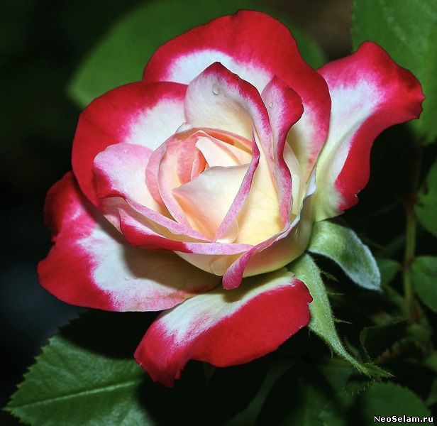 красно-белая роза